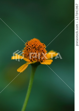 Yellow marigold flower Yellow marigold flower 127841967
