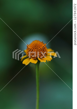 黃色萬壽菊花 127841972