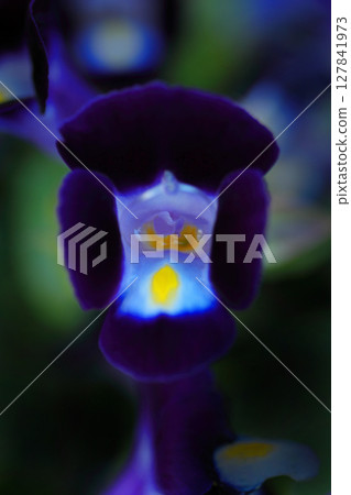 Flowers of the flowering plant, heralding the coming of autumn Flowers of the flowering plant, heralding the coming of autumn 127841973