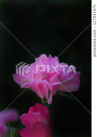 粉紅色花園玫瑰花正在盛開 粉紅色花園玫瑰花正在盛開 127841975