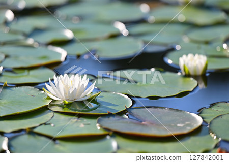 Water lily flower floating on the surface of the water Water lily flower floating on the surface of the water 127842001