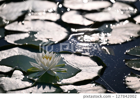 Water lily flower floating on the surface of the water Water lily flower floating on the surface of the water 127842002