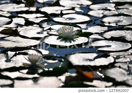 Water lily flower floating on the surface of the water Water lily flower floating on the surface of the water 127842007