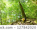  Dark green 127842020