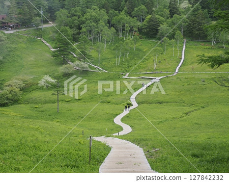 Promenade of the wetland 127842232