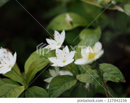 Tsumatori花 Tsumatori花 127842236