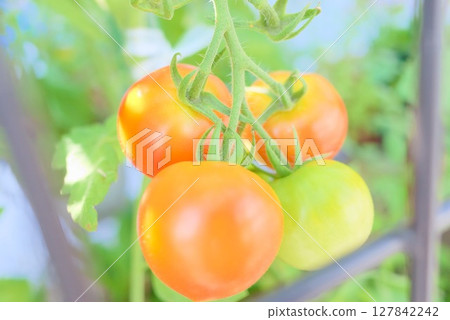 夏季菜園裡的一幕，一串成熟的西紅柿 127842242