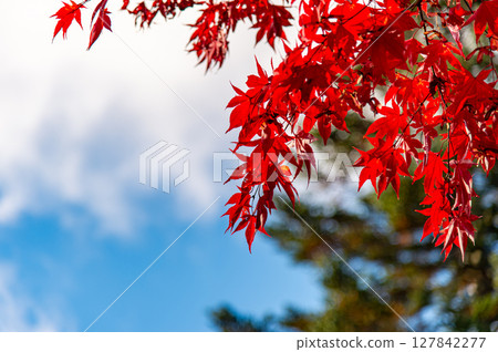Tateshina湖秋葉 127842277