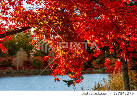 Autumn leaves of Lake Tateshina Autumn leaves of Lake Tateshina 127842279