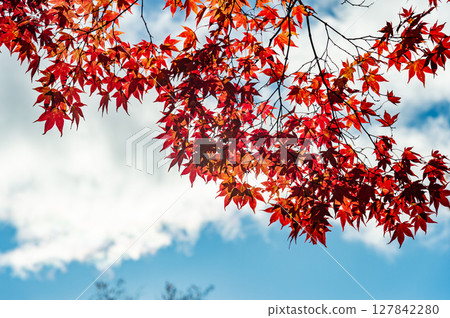 Autumn leaves of Lake Tateshina Autumn leaves of Lake Tateshina 127842280