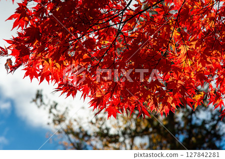 Autumn leaves of Lake Tateshina 127842281