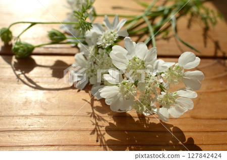 Pure white lace flower and buds Pure white lace flower and buds 127842424