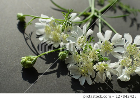 純白色蕾絲花 127842425