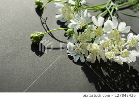 Pure white lace flower Pure white lace flower 127842426