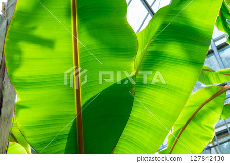 Banana in the greenhouse 127842430