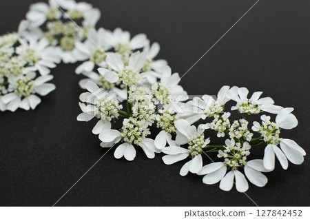 黑色背景上純白色蕾絲花 127842452