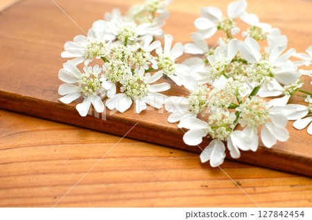 Pure white lace flower Pure white lace flower 127842454