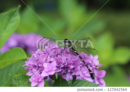 <<Sagamihara Park>> A collaboration between giant dragonflies and hydrangeas <<Sagamihara Park>> A collaboration between giant dragonflies and hydrangeas 127842564