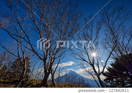 Mount Fuji as seen from the Erman's birch forest on the high deck of Mount Kenashi 127842611