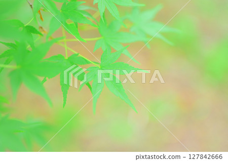 The beauty of fresh green maple leaves 127842666