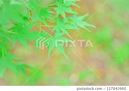 The beauty of fresh green maple leaves The beauty of fresh green maple leaves 127842668