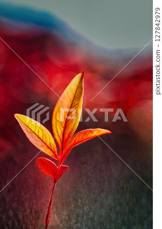 紅南天竹葉 紅南天竹葉 127842979