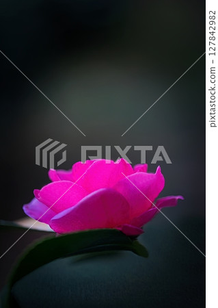 Pink camellia flowers Pink camellia flowers 127842982
