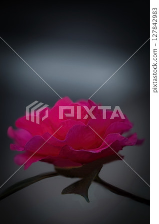 Red camellia Red camellia 127842983