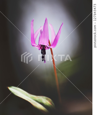 A pretty dogtooth violet flower blooming downwards A pretty dogtooth violet flower blooming downwards 127843473