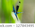 A gorgeously dancing dragonfly 127843495