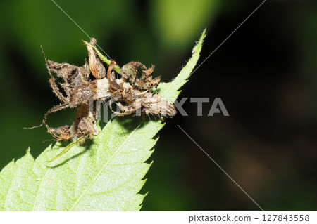 The larvae of the blue-and-white caterpillar family 127843558