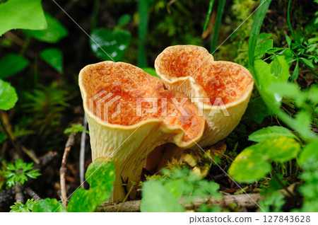Craterellus mushrooms grow in summer forest 127843628