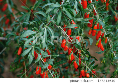 Goji berry fruits and plants in sunshine field 127843630