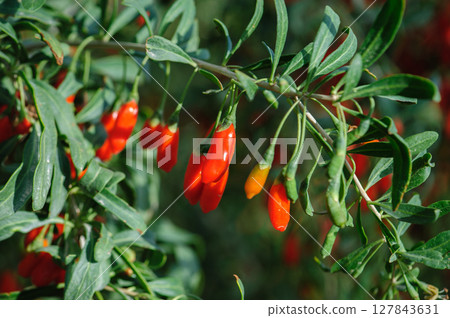Goji berry fruits and plants in sunshine field 127843631