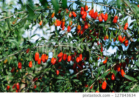 Goji berry fruits and plants in sunshine field 127843634