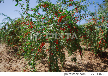 Goji berry fruits and plants in sunshine field 127843639