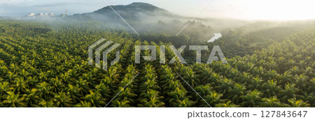 Aerial view of coconut trees field in the sunrise 127843647