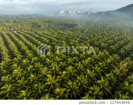 Aerial view of coconut trees field in the sunrise Aerial view of coconut trees field in the sunrise 127843648
