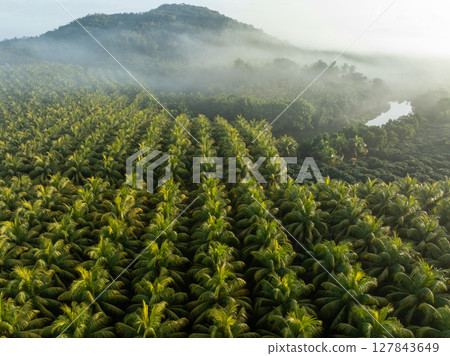 Aerial view of coconut trees field in the sunrise Aerial view of coconut trees field in the sunrise 127843649