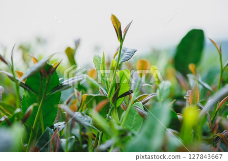 Green tea trees in spring mountains 127843667