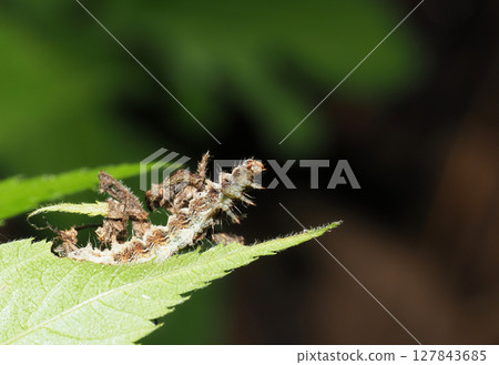The larvae of the blue-and-white caterpillar family The larvae of the blue-and-white caterpillar family 127843685