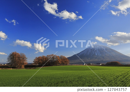 Mount Yotei and larch forest as seen from Mizuho, Kutchan Town, Hokkaido Mount Yotei and larch forest as seen from Mizuho, Kutchan Town, Hokkaido 127843757