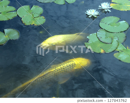 京都府南部京田邊市大禦堂觀音寺池塘裡的睡蓮與金鯉 127843762