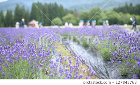 Deep purple early blooming at Misato Lavender Garden in Akita Prefecture Deep purple early blooming at Misato Lavender Garden in Akita Prefecture 127843768
