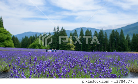 秋田縣美里薰衣草園的深紫色早開 127843773