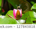 Water lily and carpenter bee 127843818