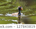 Nessie-like Little Grebe chick 127843819