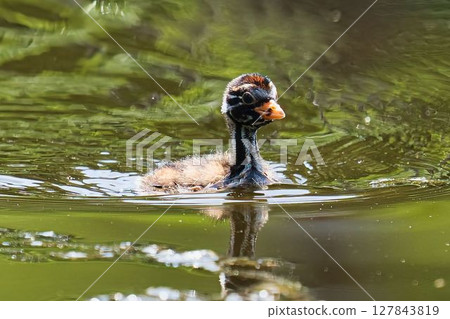 類似尼斯湖水怪的小鸊鷉幼鳥 類似尼斯湖水怪的小鸊鷉幼鳥 127843819
