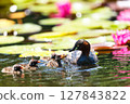 Little Grebe eating water lily flower 127843822