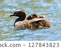 Little Grebe Pleasure Boat 127843823